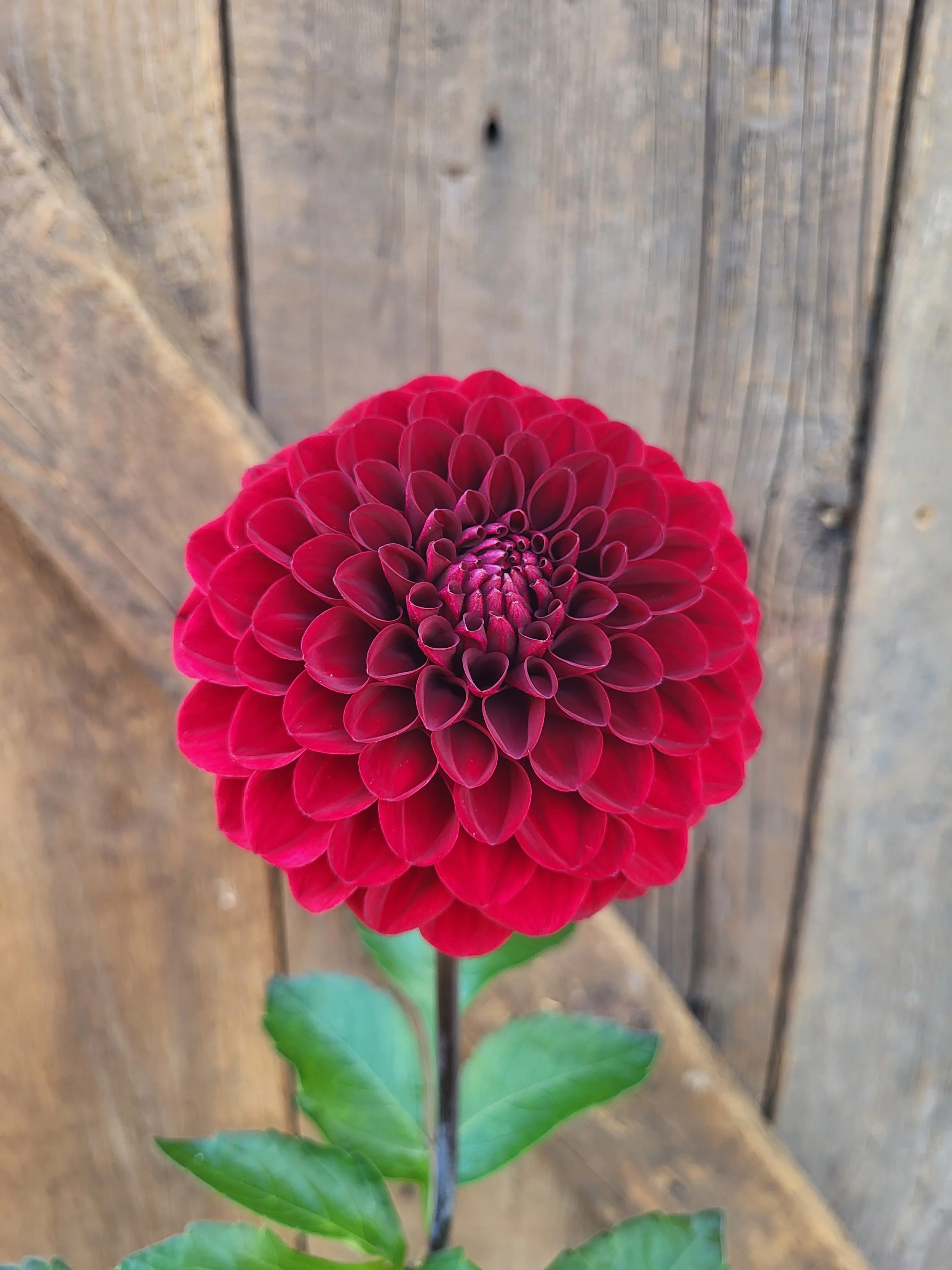 2026 Introductions — Crazy 4 Dahlias